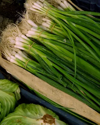 Green onions and cabbages in produce crates