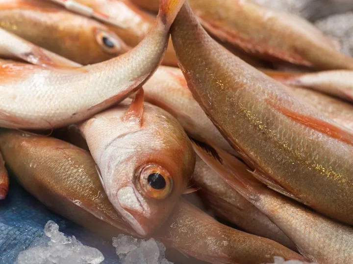 Fish displayed on ice at a seafood market