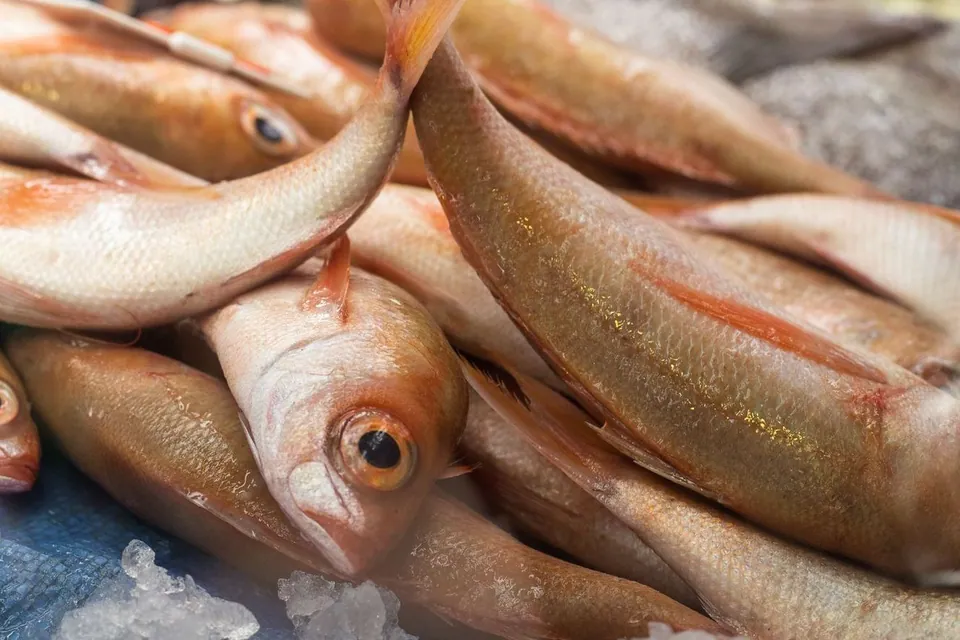 Fish displayed on ice at a seafood market