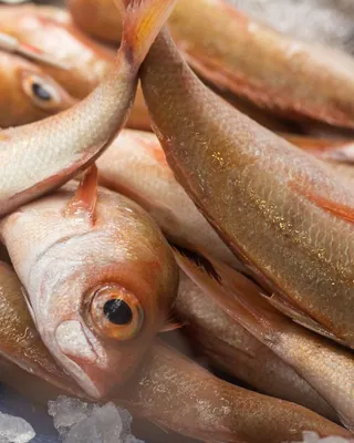Fish displayed on ice at a seafood market